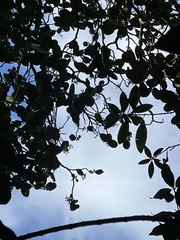 Zanthoxylum dipetalum