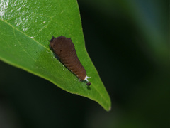 Graphium choredon