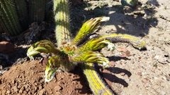 Trichocereus spachianus