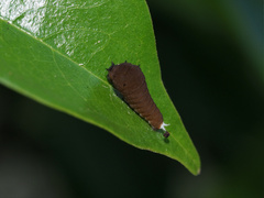 Graphium choredon