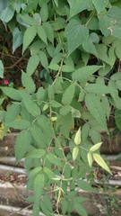 Rubus croceacanthus