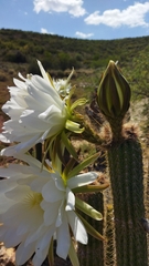 Trichocereus spachianus