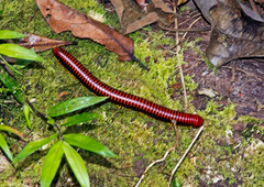 Aphistogoniulus sakalava