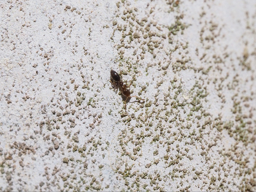 Arnoldius pusillusArnoldius pusillus