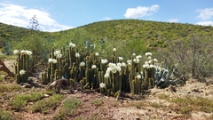 Trichocereus spachianus