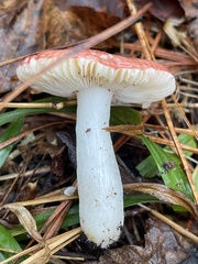 Russula silvicola