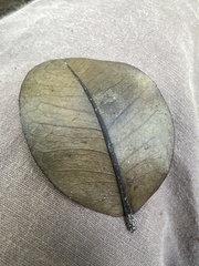 Zanthoxylum dipetalum