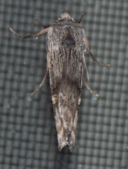 Lithomoia germana