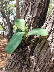 Caryocaraceae