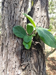 Caryocaraceae