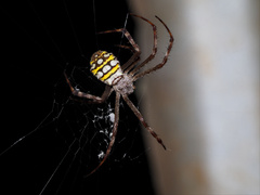 Argiope picta