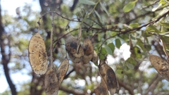 Dalbergia miscolobium