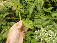 Begonia glabra