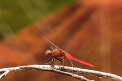 Rhodothemis lieftincki