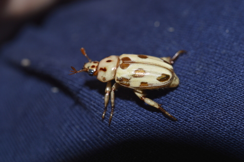 Pelidnota gracilis