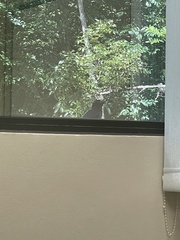 Melanerpes portoricensis