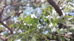 Dalbergia miscolobium