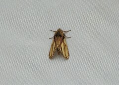 Pauluma nubila
