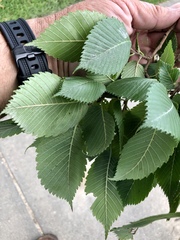 Ulmus americana
