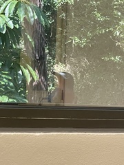 Melanerpes portoricensis