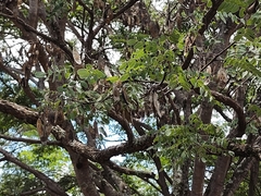 Dalbergia miscolobium