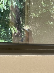 Melanerpes portoricensis