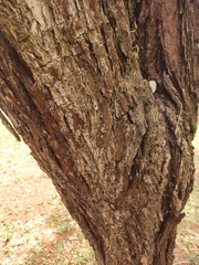 Dalbergia miscolobium