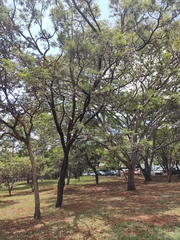 Dalbergia miscolobium