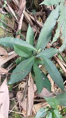 Ardisia cornudentata