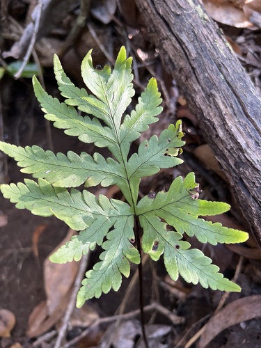 Doryopteris angelica, 2022-11-15