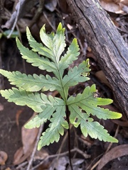 Doryopteris angelica