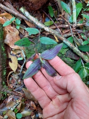 Tradescantia zebrina