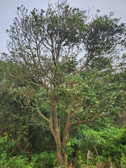 Machilus thunbergii