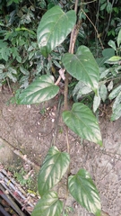 Cissus pteroclada
