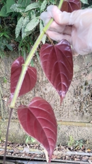 Cissus pteroclada