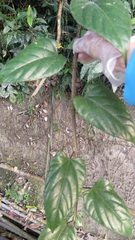 Cissus pteroclada