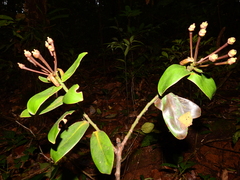 Marcgraviastrum pendulum