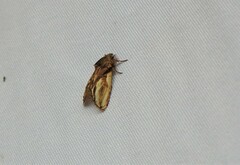 Pauluma nubila