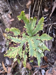 Doryopteris angelica