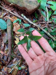 Tradescantia zebrina
