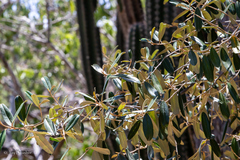 Capparis cynophallophora