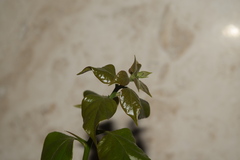 Bougainvillea