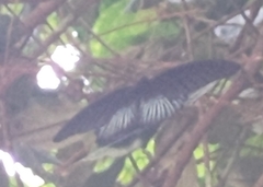 Papilio memnon heronus