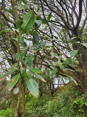Machilus thunbergii