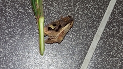 Trigonophora flammea