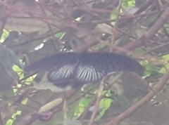 Papilio memnon heronus