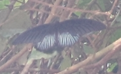 Papilio memnon heronus