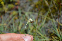 Carex bicolor
