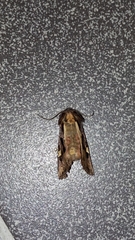 Trigonophora flammea