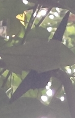 Papilio memnon heronus